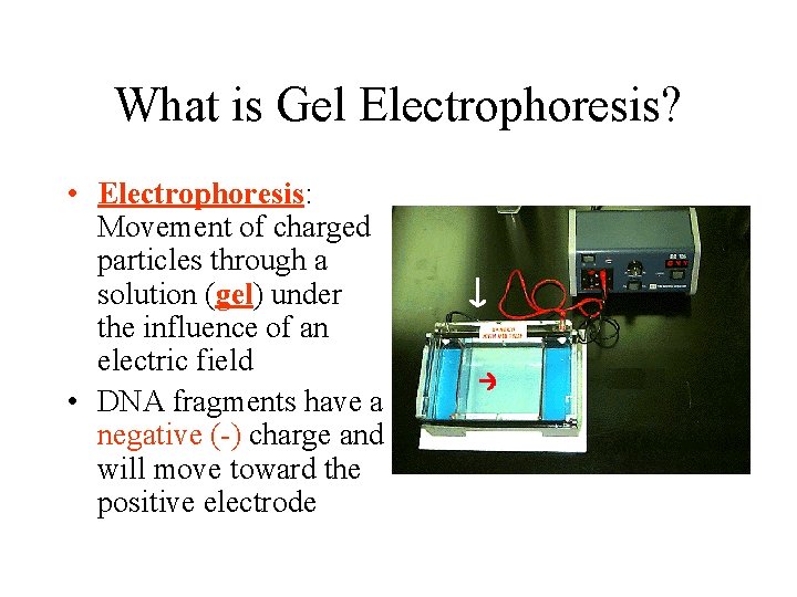 What is Gel Electrophoresis? • Electrophoresis: Movement of charged particles through a solution (gel)