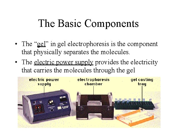 The Basic Components • The “gel” in gel electrophoresis is the component that physically