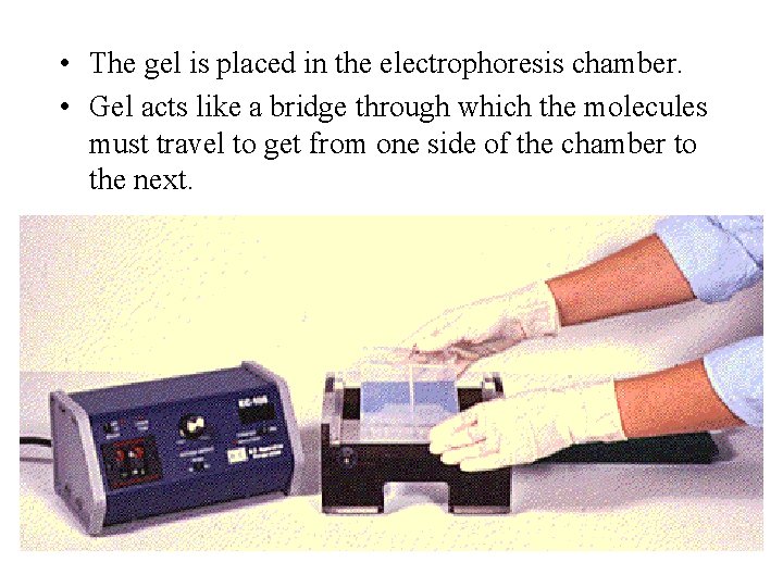  • The gel is placed in the electrophoresis chamber. • Gel acts like