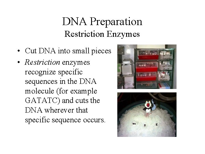 DNA Preparation Restriction Enzymes • Cut DNA into small pieces • Restriction enzymes recognize