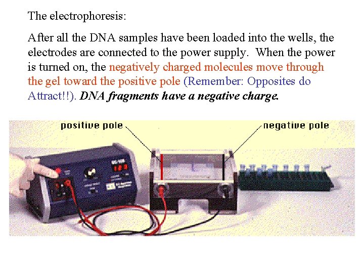 The electrophoresis: After all the DNA samples have been loaded into the wells, the