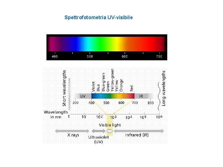 Spettrofotometria UV-visibile 
