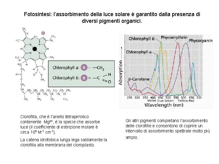 Fotosintesi: l’assorbimento della luce solare è garantito dalla presenza di diversi pigmenti organici. Clorofilla,