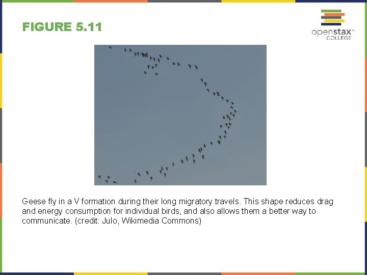 FIGURE 5. 11 Geese fly in a V formation during their long migratory travels.