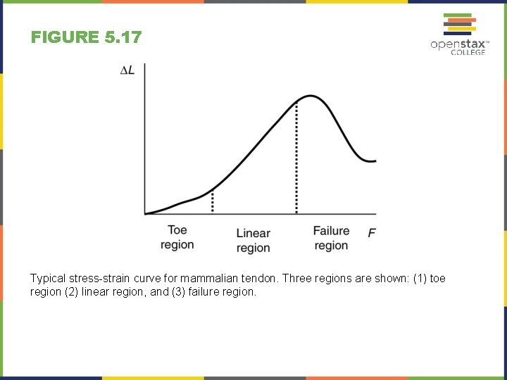 FIGURE 5. 17 Typical stress-strain curve for mammalian tendon. Three regions are shown: (1)