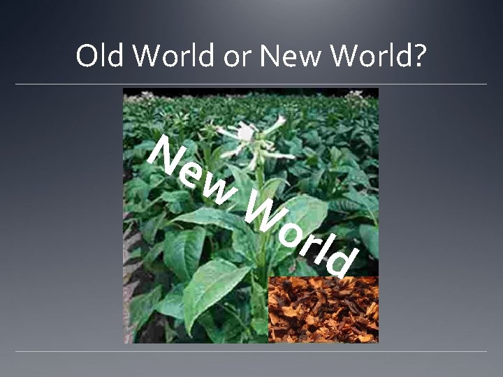 Old World or New World? Ne w Wo rld 