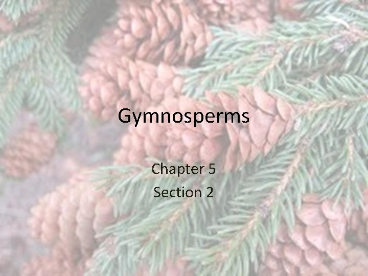 Gymnosperms Chapter 5 Section 2 