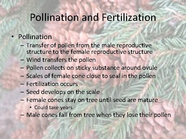 Pollination and Fertilization • Pollination – Transfer of pollen from the male reproductive structure