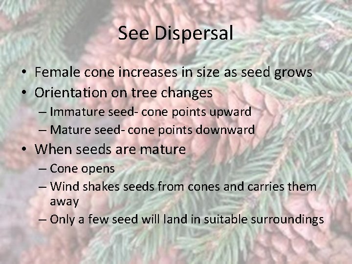 See Dispersal • Female cone increases in size as seed grows • Orientation on