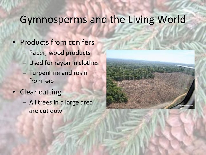 Gymnosperms and the Living World • Products from conifers – Paper, wood products –