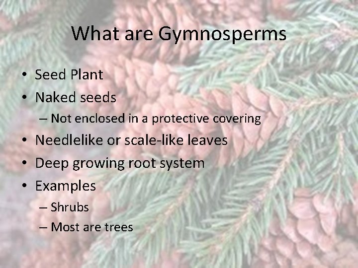 What are Gymnosperms • Seed Plant • Naked seeds – Not enclosed in a
