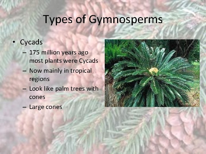 Types of Gymnosperms • Cycads – 175 million years ago most plants were Cycads