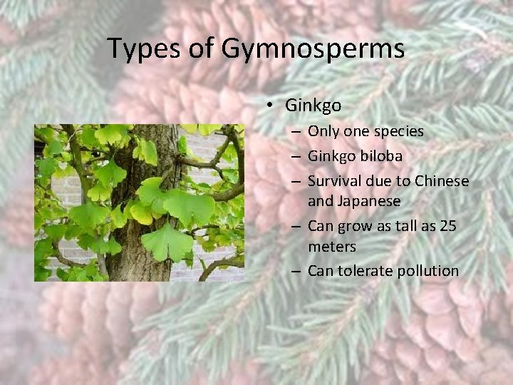 Types of Gymnosperms • Ginkgo – Only one species – Ginkgo biloba – Survival
