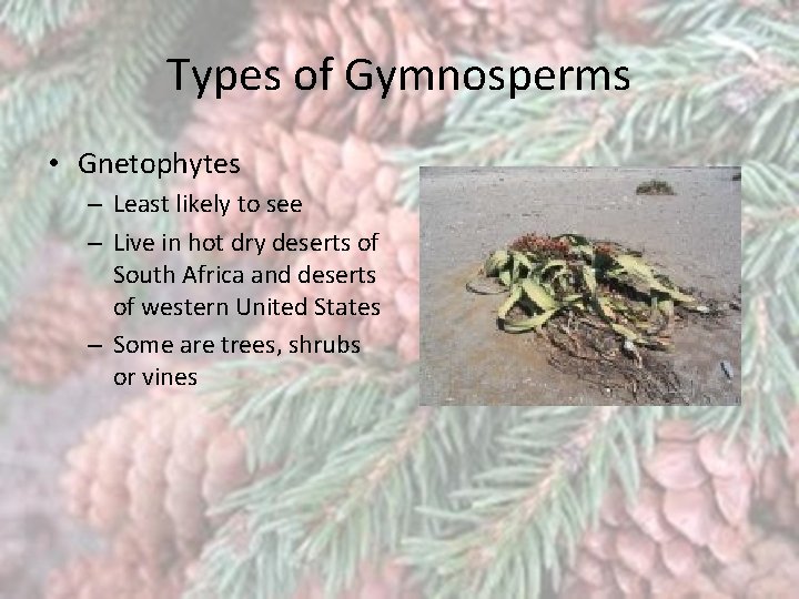 Types of Gymnosperms • Gnetophytes – Least likely to see – Live in hot