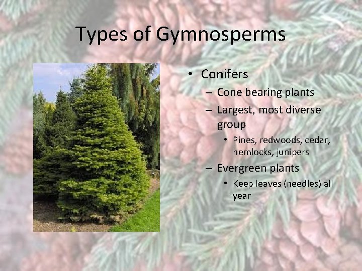 Types of Gymnosperms • Conifers – Cone bearing plants – Largest, most diverse group