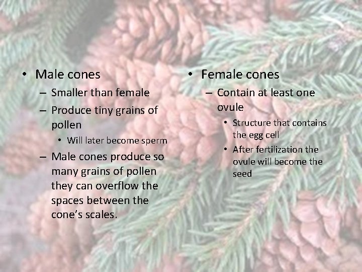  • Male cones – Smaller than female – Produce tiny grains of pollen