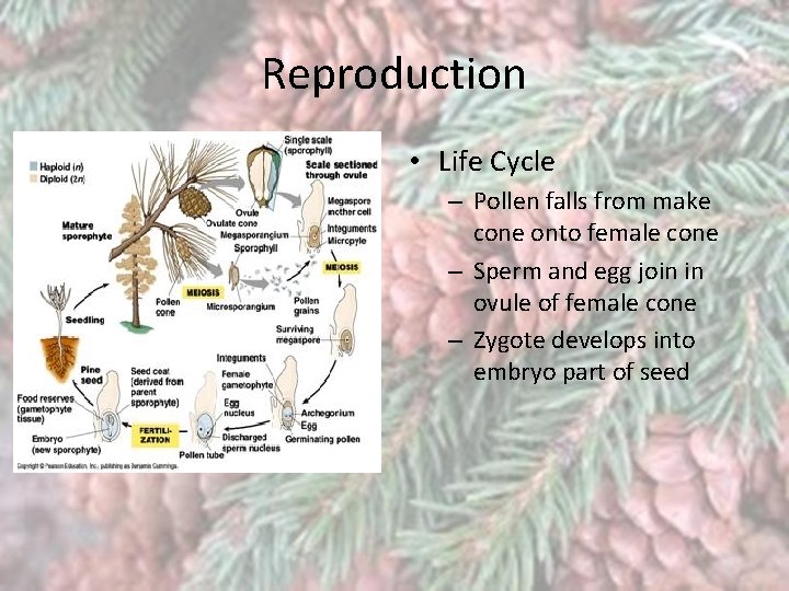 Reproduction • Life Cycle – Pollen falls from make cone onto female cone –