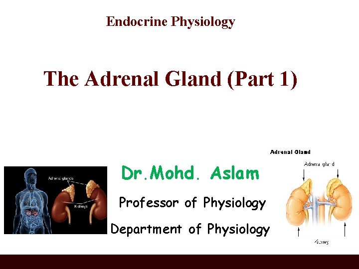 Endocrine Physiology The Adrenal Gland (Part 1) Dr. Mohd. Aslam Professor of Physiology Department