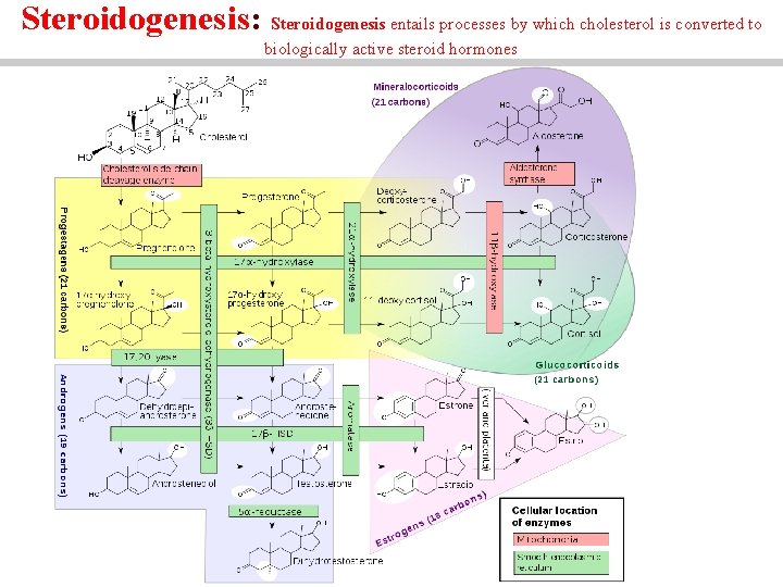 Steroidogenesis: Steroidogenesis entails processes by which cholesterol is converted to biologically active steroid hormones