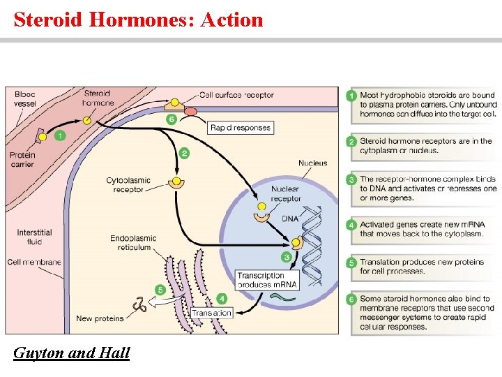 Steroid Hormones: Action Guyton and Hall 