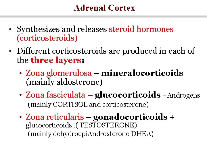 Adrenal Cortex • Synthesizes and releases steroid hormones (corticosteroids) • Different corticosteroids are produced