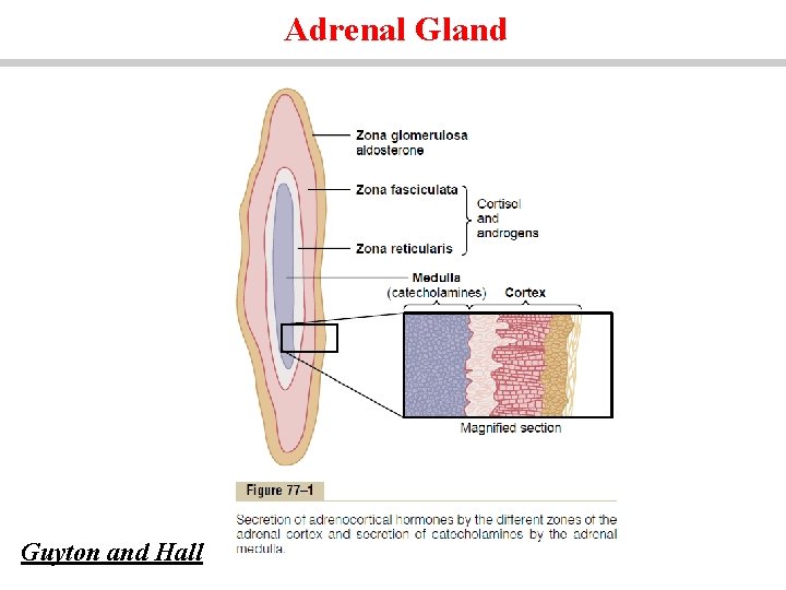 Adrenal Gland Guyton and Hall 