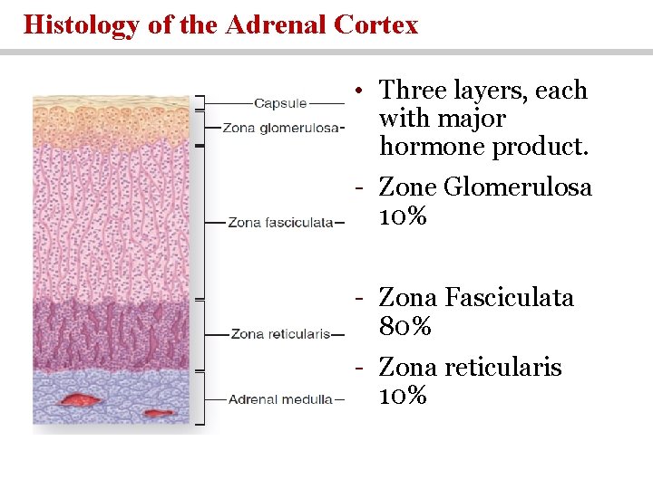 Histology of the Adrenal Cortex • Three layers, each with major hormone product. -