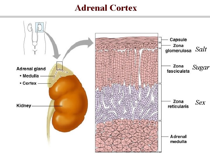 Adrenal Cortex Salt Sugar Sex 