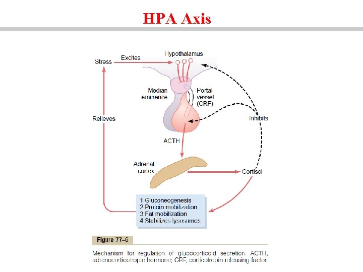 HPA Axis 