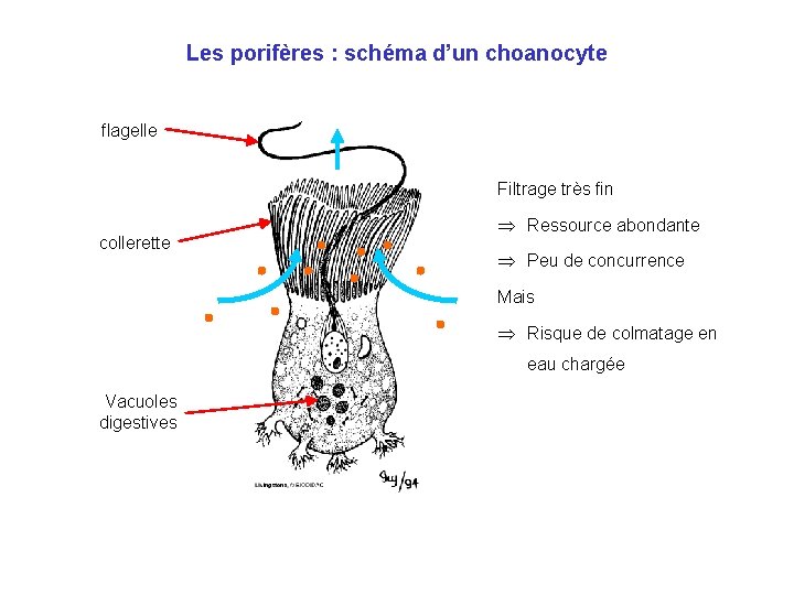 Les porifères : schéma d’un choanocyte flagelle Filtrage très fin collerette Ressource abondante Peu