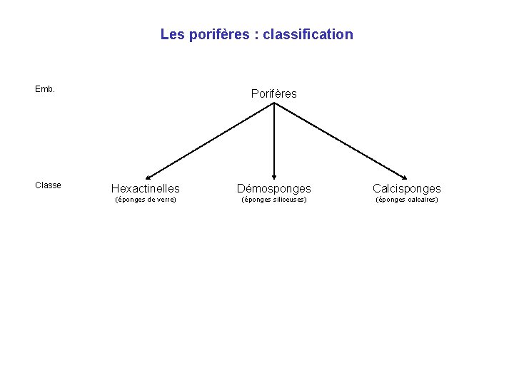 Les porifères : classification Emb. Classe Porifères Hexactinelles Démosponges Calcisponges (éponges de verre) (éponges