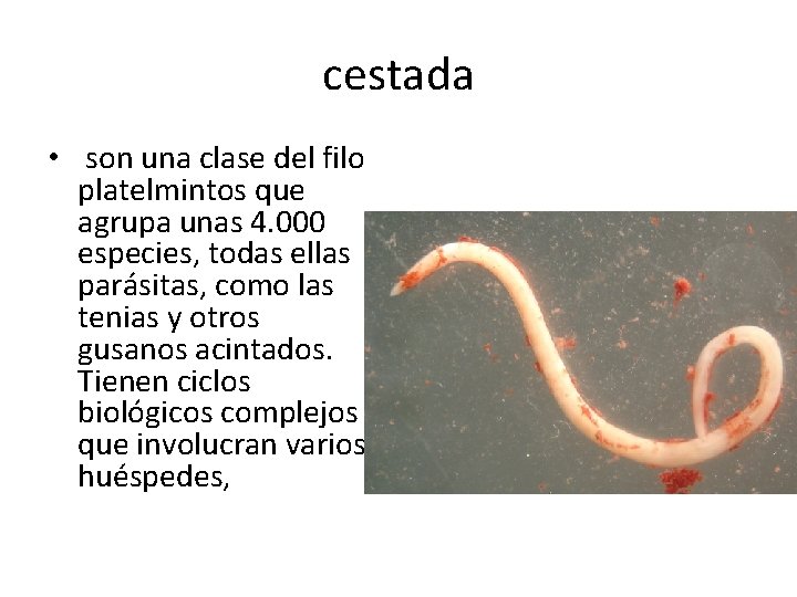 cestada • son una clase del filo platelmintos que agrupa unas 4. 000 especies,