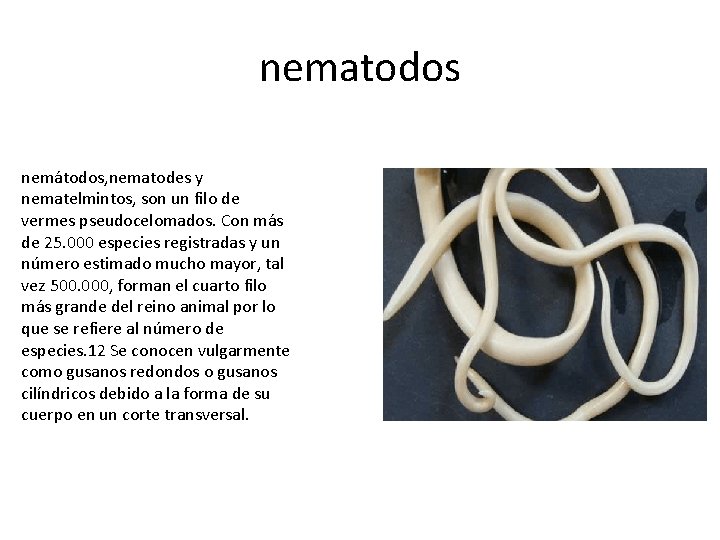 nematodos nemátodos, nematodes y nematelmintos, son un filo de vermes pseudocelomados. Con más de nematodos nemátodos, nematodes y nematelmintos, son un filo de vermes pseudocelomados. Con más de