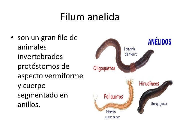 Filum anelida • son un gran filo de animales invertebrados protóstomos de aspecto vermiforme
