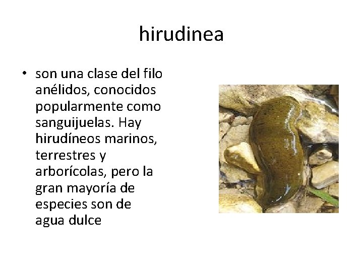 hirudinea • son una clase del filo anélidos, conocidos popularmente como sanguijuelas. Hay hirudíneos