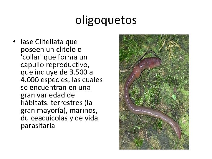 oligoquetos • lase Clitellata que poseen un clitelo o 'collar' que forma un capullo