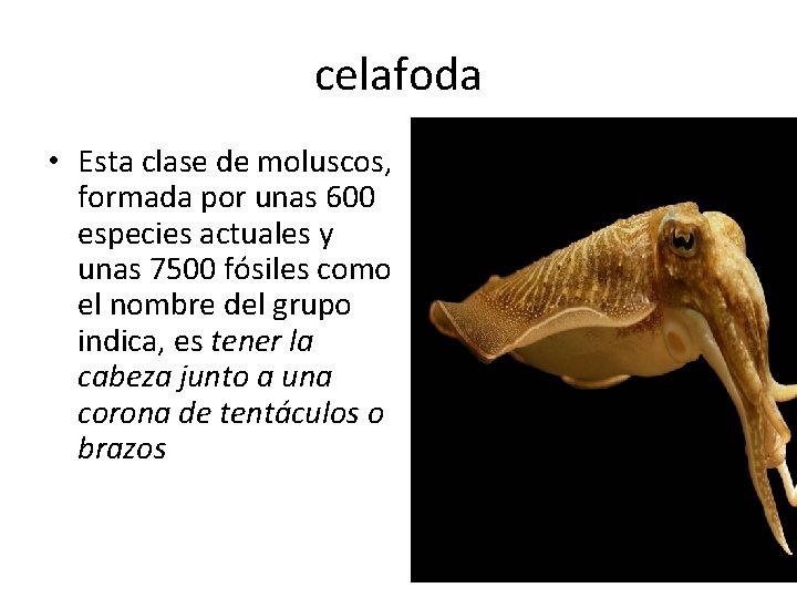 celafoda • Esta clase de moluscos, formada por unas 600 especies actuales y unas