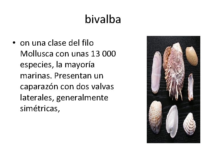 bivalba • on una clase del filo Mollusca con unas 13 000 especies, la bivalba • on una clase del filo Mollusca con unas 13 000 especies, la