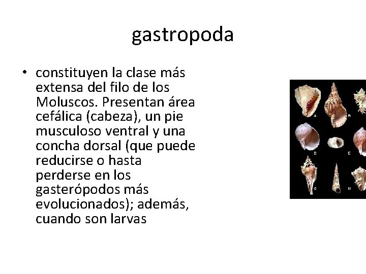 gastropoda • constituyen la clase más extensa del filo de los Moluscos. Presentan área