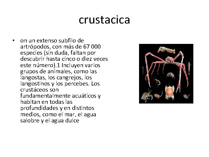 crustacica • on un extenso subfilo de artrópodos, con más de 67 000 especies