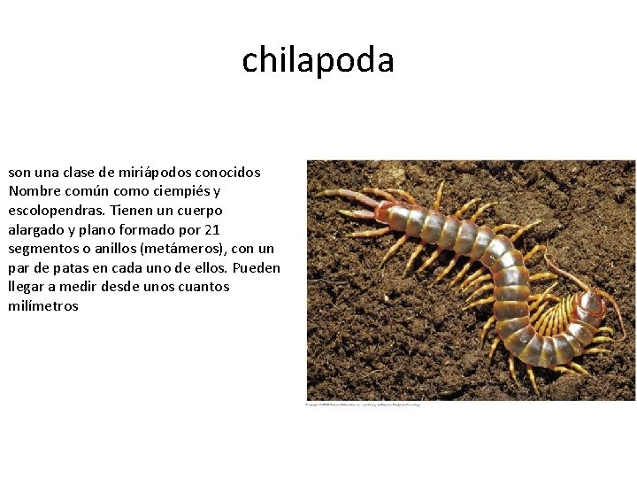 chilapoda son una clase de miriápodos conocidos Nombre común como ciempiés y escolopendras. Tienen