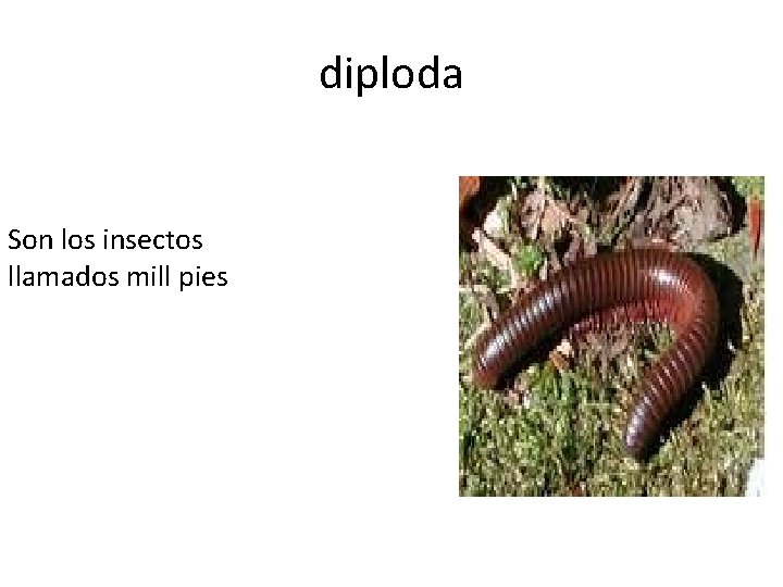 diploda Son los insectos llamados mill pies 