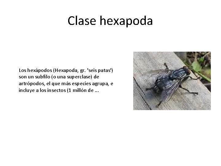 Clase hexapoda Los hexápodos (Hexapoda, gr. 'seis patas') son un subfilo (o una superclase)