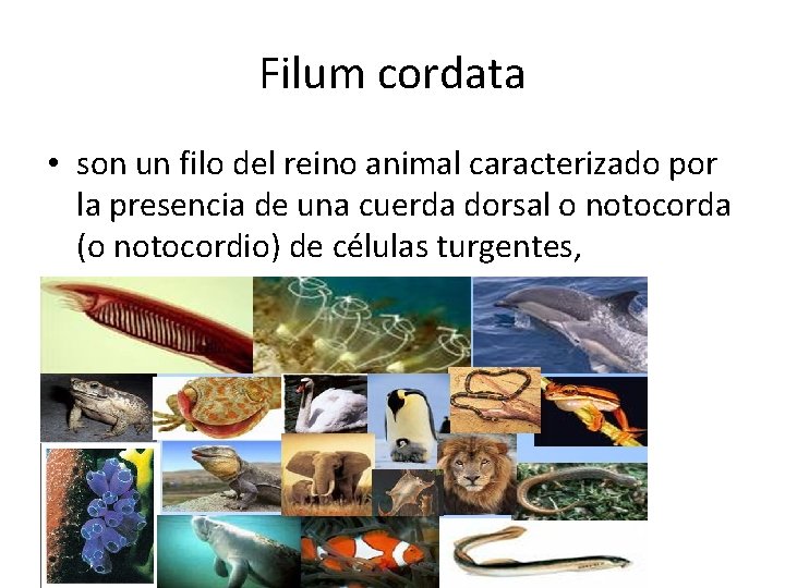 Filum cordata • son un filo del reino animal caracterizado por la presencia de