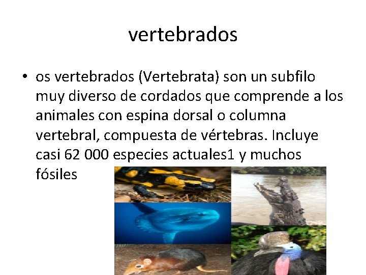 vertebrados • os vertebrados (Vertebrata) son un subfilo muy diverso de cordados que comprende