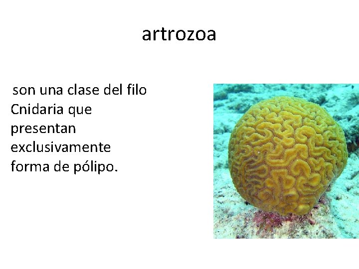 artrozoa son una clase del filo Cnidaria que presentan exclusivamente forma de pólipo. 