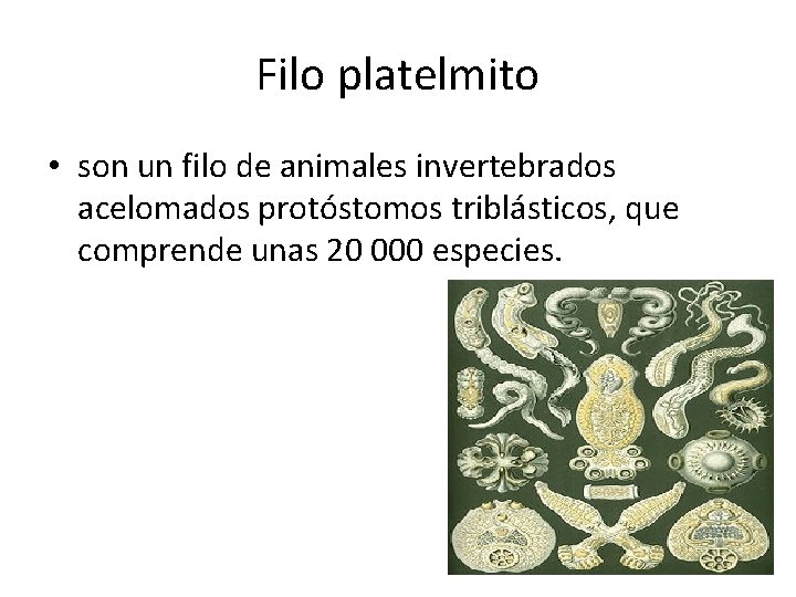 Filo platelmito • son un filo de animales invertebrados acelomados protóstomos triblásticos, que comprende