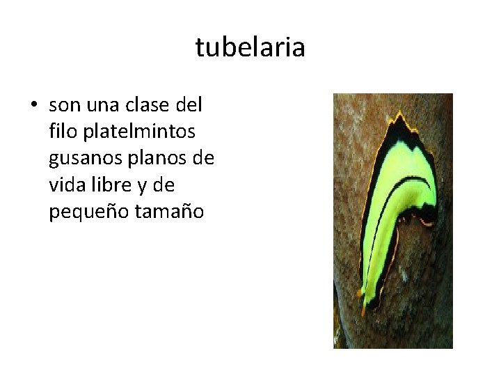 tubelaria • son una clase del filo platelmintos gusanos planos de vida libre y