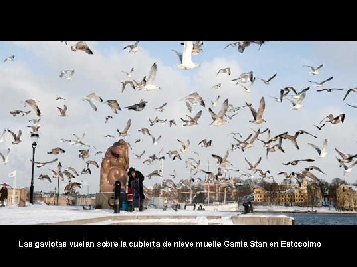 Las gaviotas vuelan sobre la cubierta de nieve muelle Gamla Stan en Estocolmo 