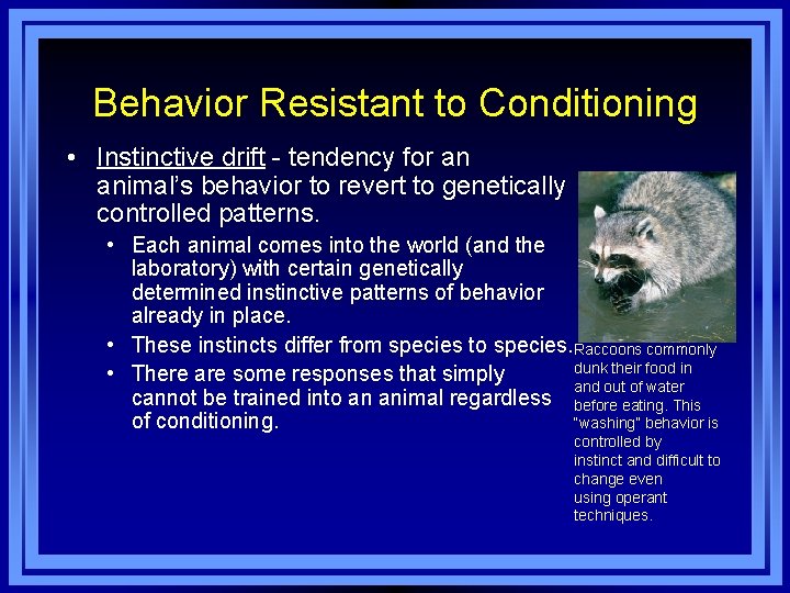 Behavior Resistant to Conditioning • Instinctive drift - tendency for an animal’s behavior to